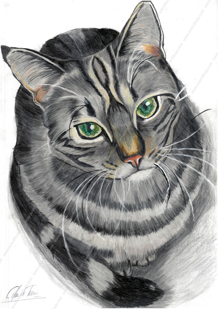 Retrato realista de Tiger, nuestro gato